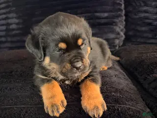 Rottweiler dogs Rottweiler Puppy 5 - Ad 4
