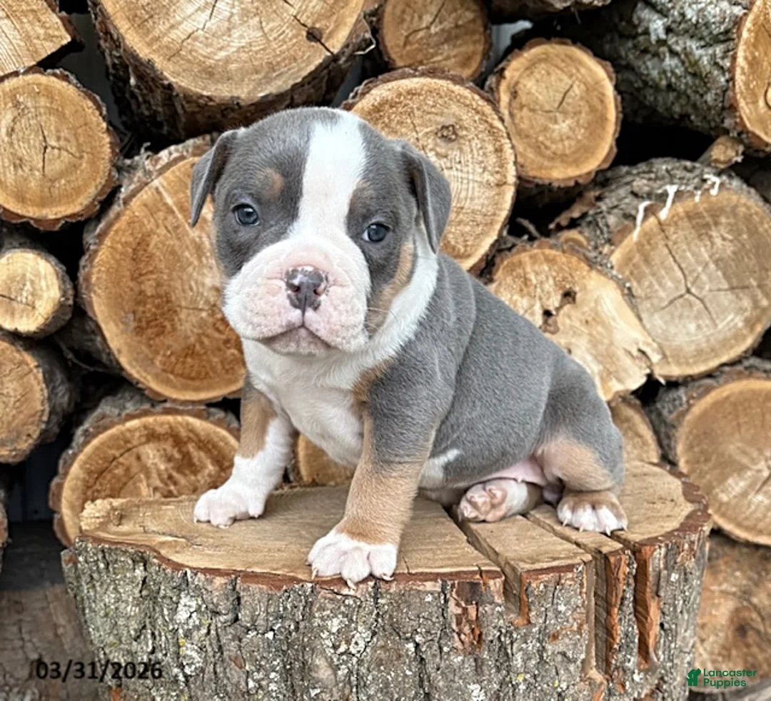 Mixed Breed dogs for sale: Sterling - Ad 1