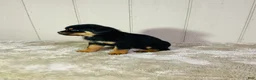 Rottweiler dogs for sale: Rottweiler 2 - Ad 3