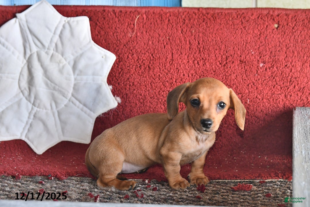 Dachshund dogs for sale: Olivia - Ad 2