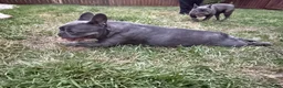 French Bulldog dogs for sale: French Bulldog Male - Rusty - Ad 13