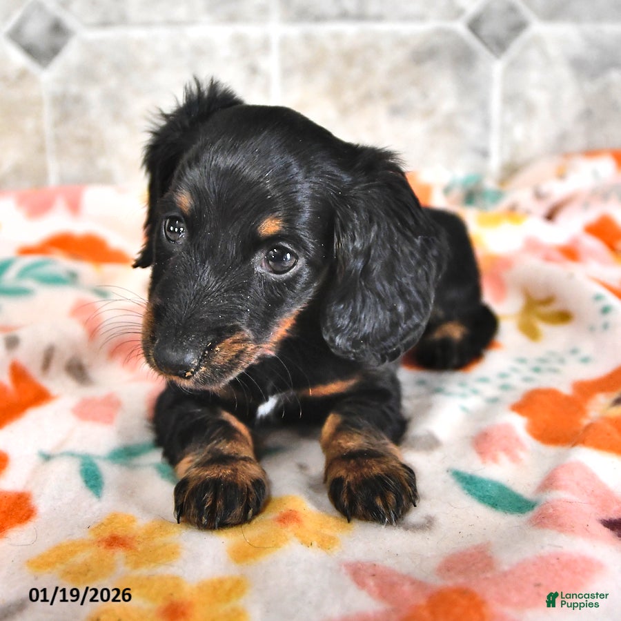 Miniature Dachshund dogs Daisy - Ad 33
