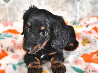 Miniature Dachshund dogs for sale: Daisy - Ad 4