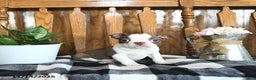 Boston Terrier dogs for sale: Trent - Ad 6