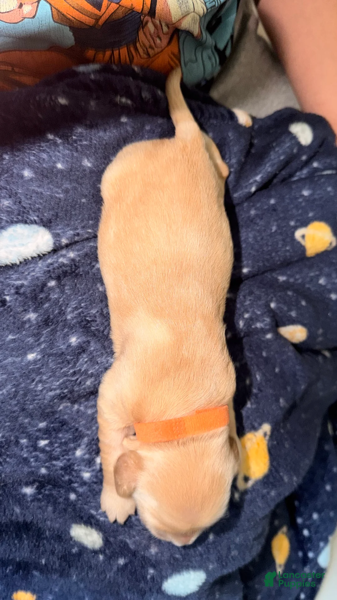 Golden Retriever dogs for sale: Orange  - Ad 2