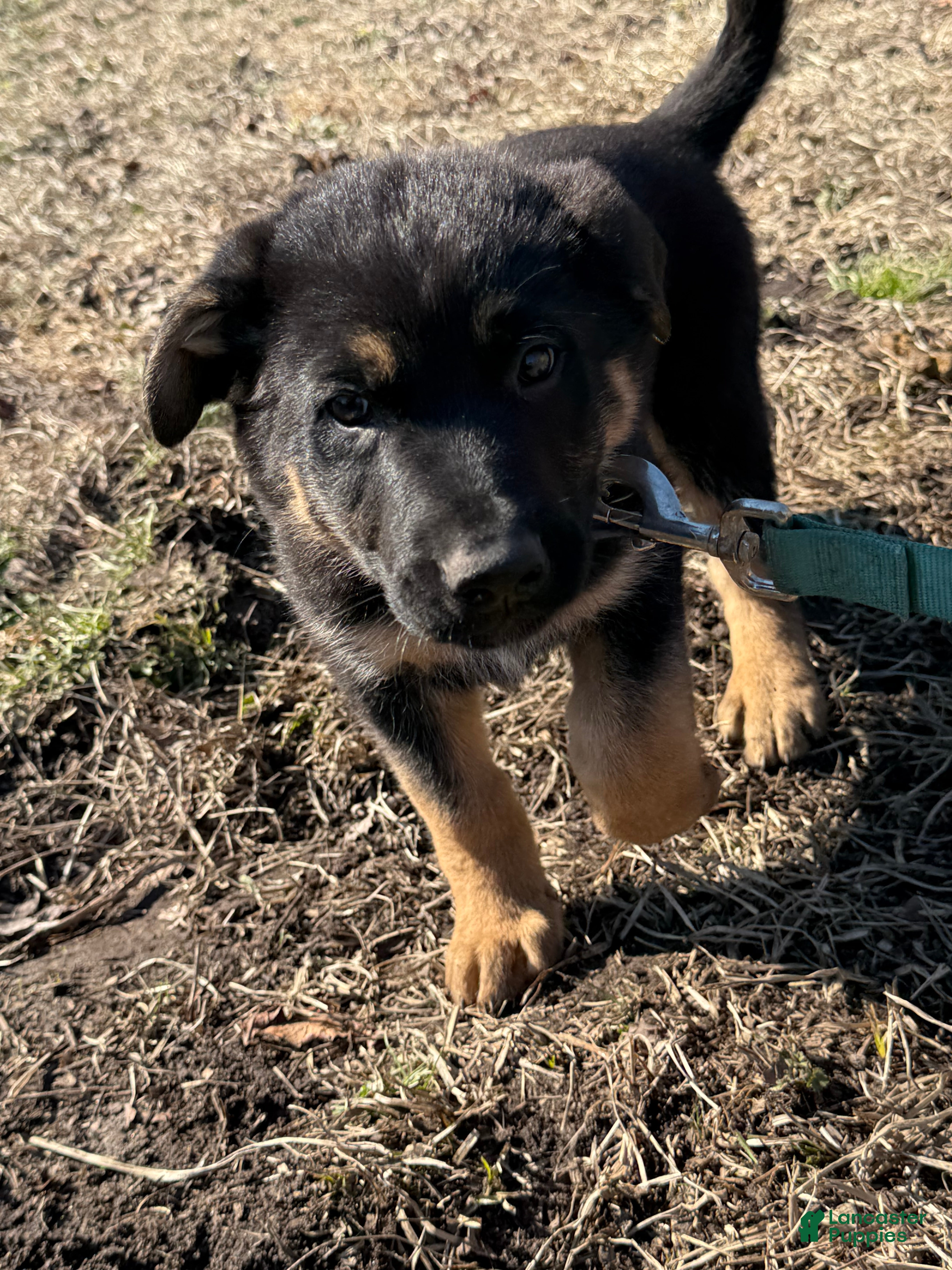 German Shepherd dogs Dark Blue - Ad 9