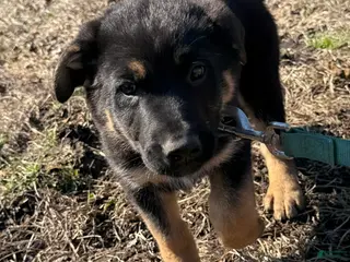 German Shepherd dogs Dark Blue - Ad 9