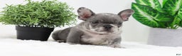 French Bulldog dogs for sale: Edison - Ad 12