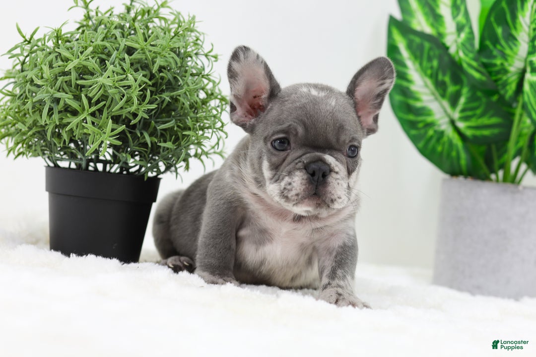 French Bulldog dogs for sale: Edison - Ad 12
