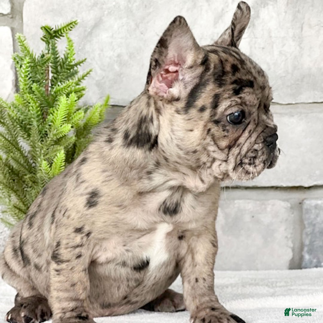 French Bulldog dogs for sale: Olympia - Ad 9