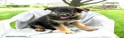 German Shepherd dogs for sale: Dexter - Ad 3
