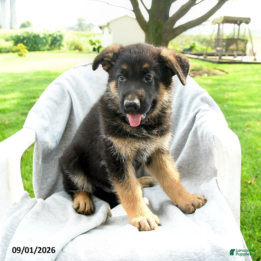 German Shepherd dogs for sale: Dexter - Ad 3