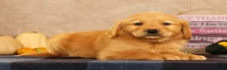 Golden Retriever dogs for sale: Justin - Ad 5