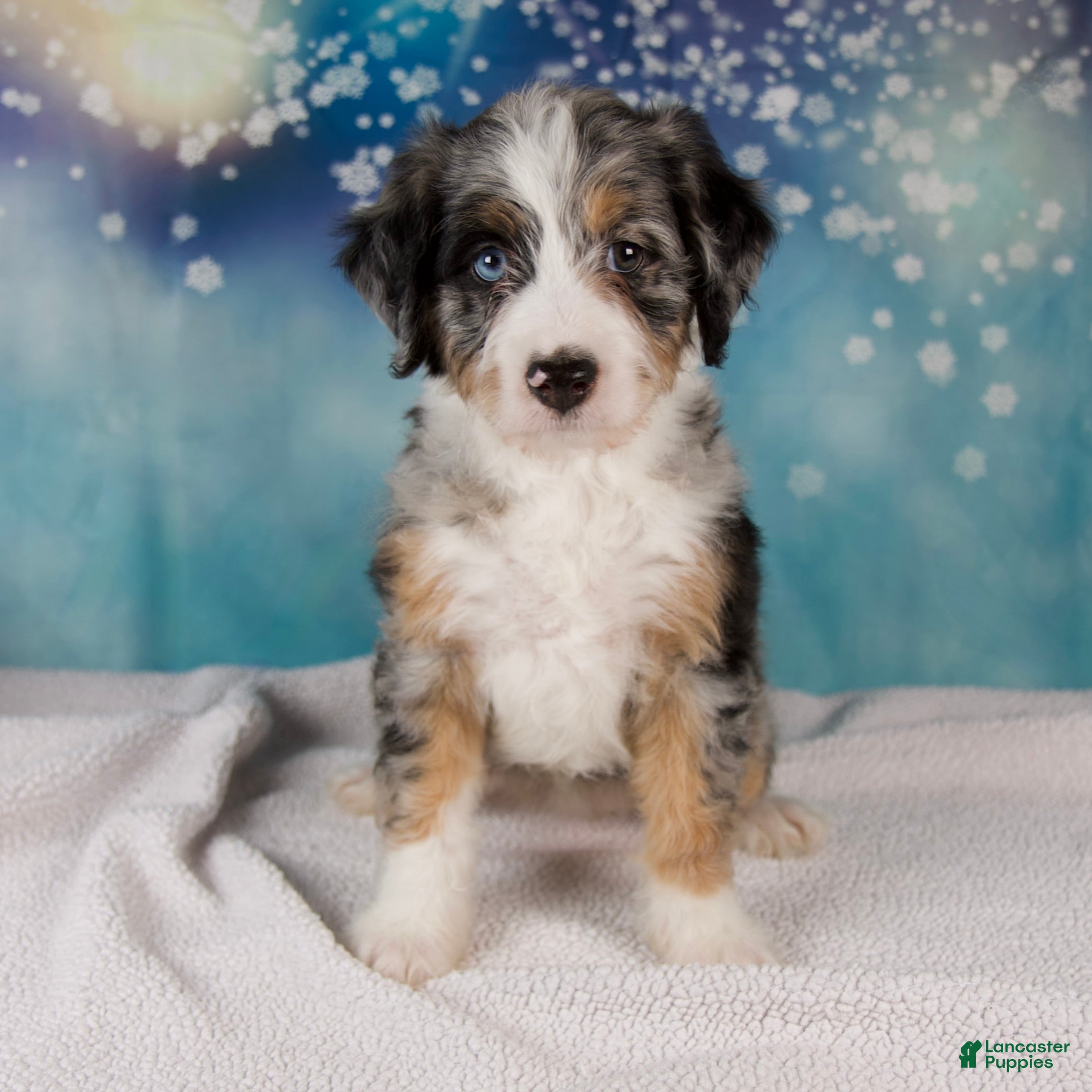 Mini Bernedoodle dogs Carrie - Ad 1