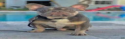 French Bulldog dogs for stud: Titan  - Ad 1