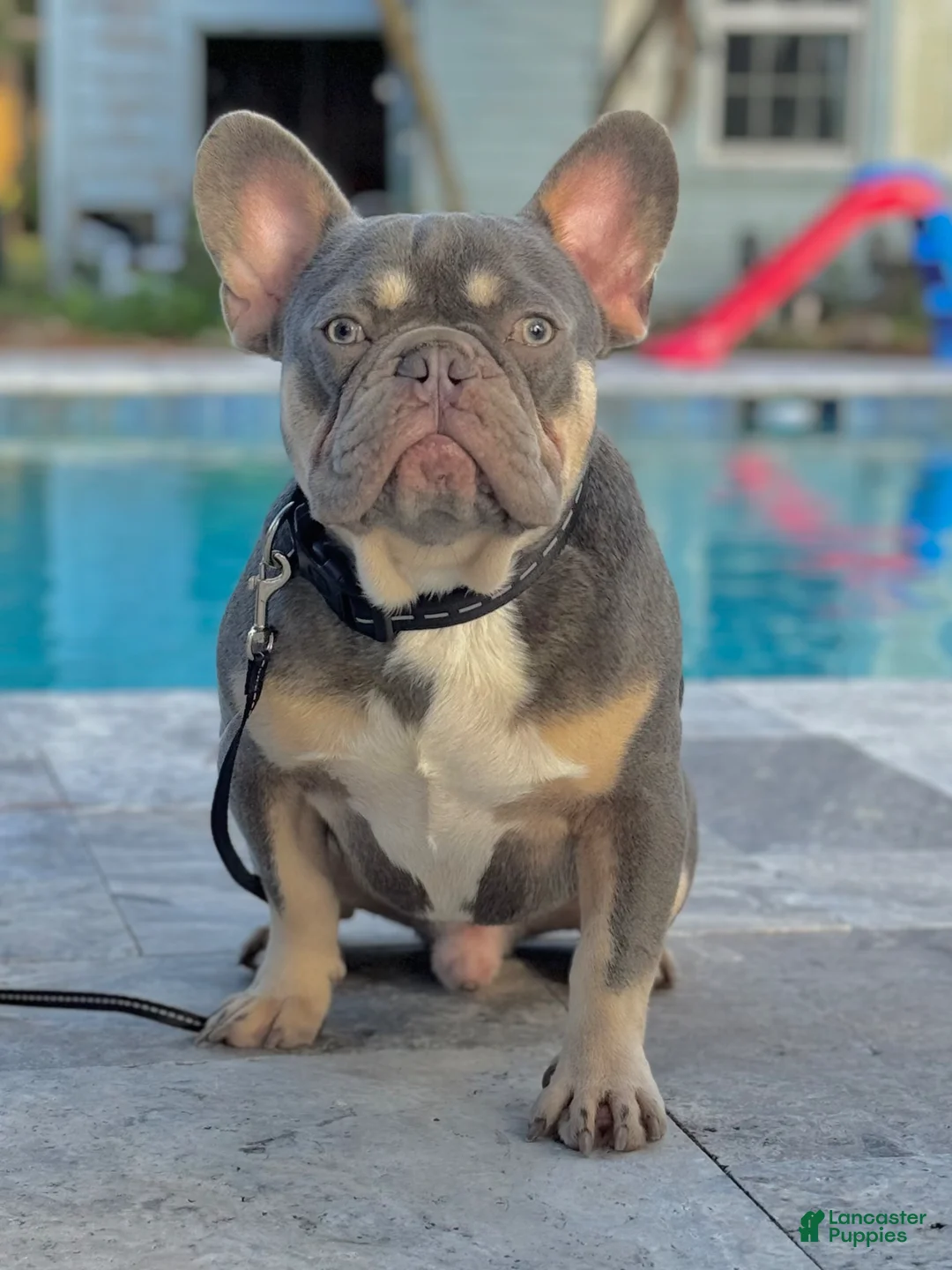 French Bulldog dogs for stud: Titan  - Ad 1