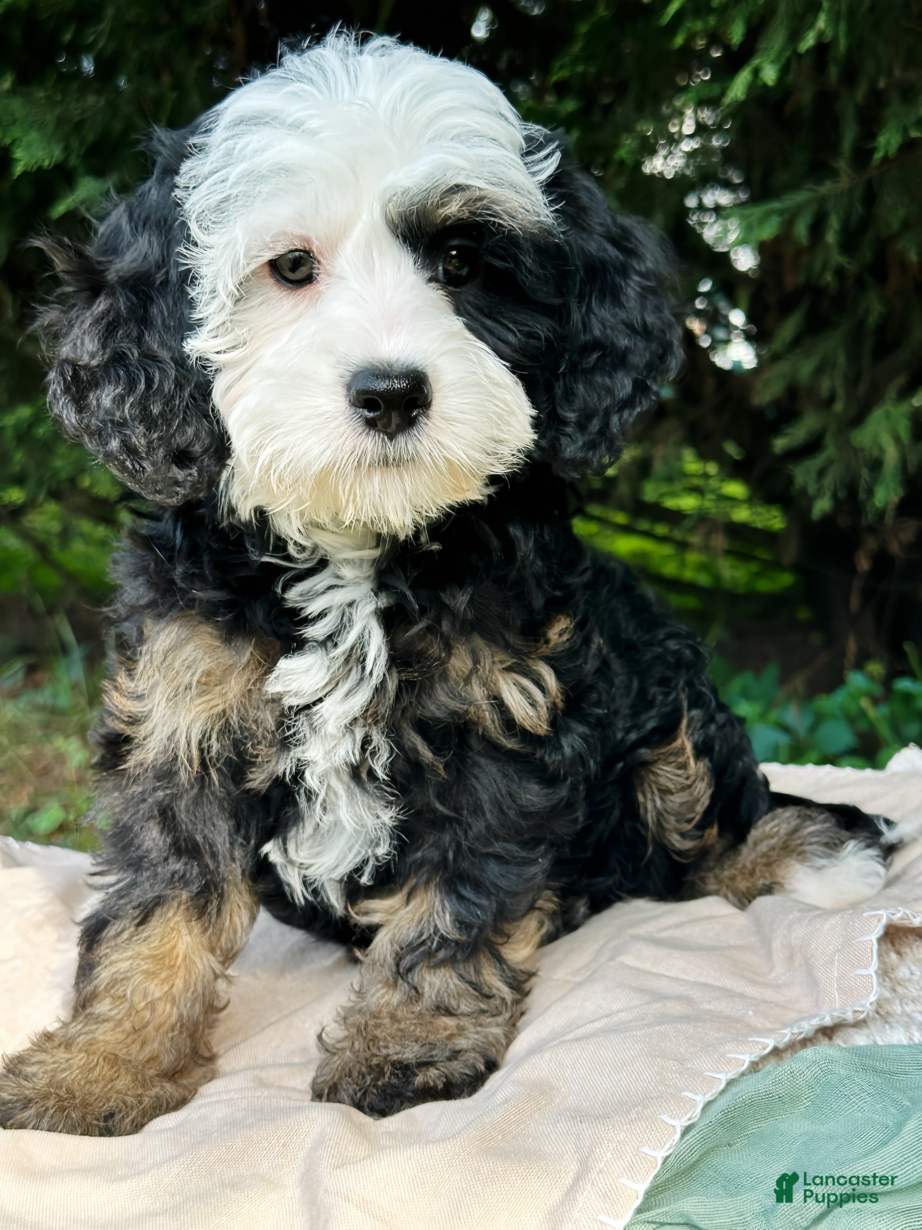 Mini Bernedoodle dogs 🏖️ ☀️ TIKI ☀️ 🏖️  - Ad 1