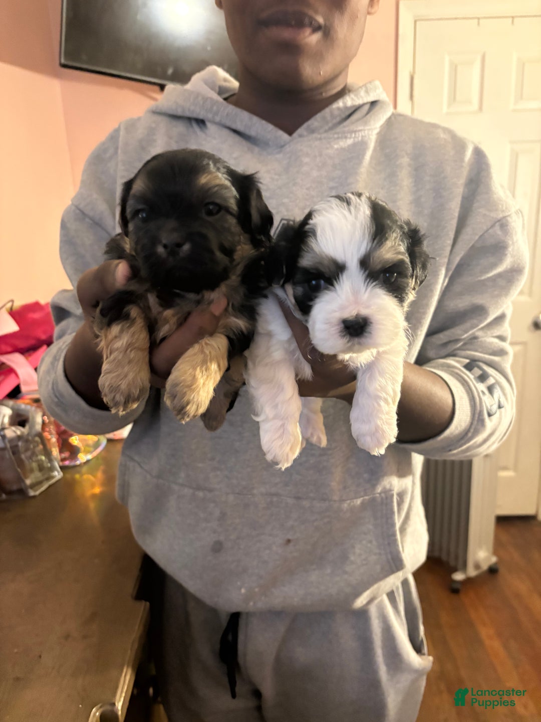 Mixed Breed dogs for sale: Mixed Breed Puppy 1 - Ad 4