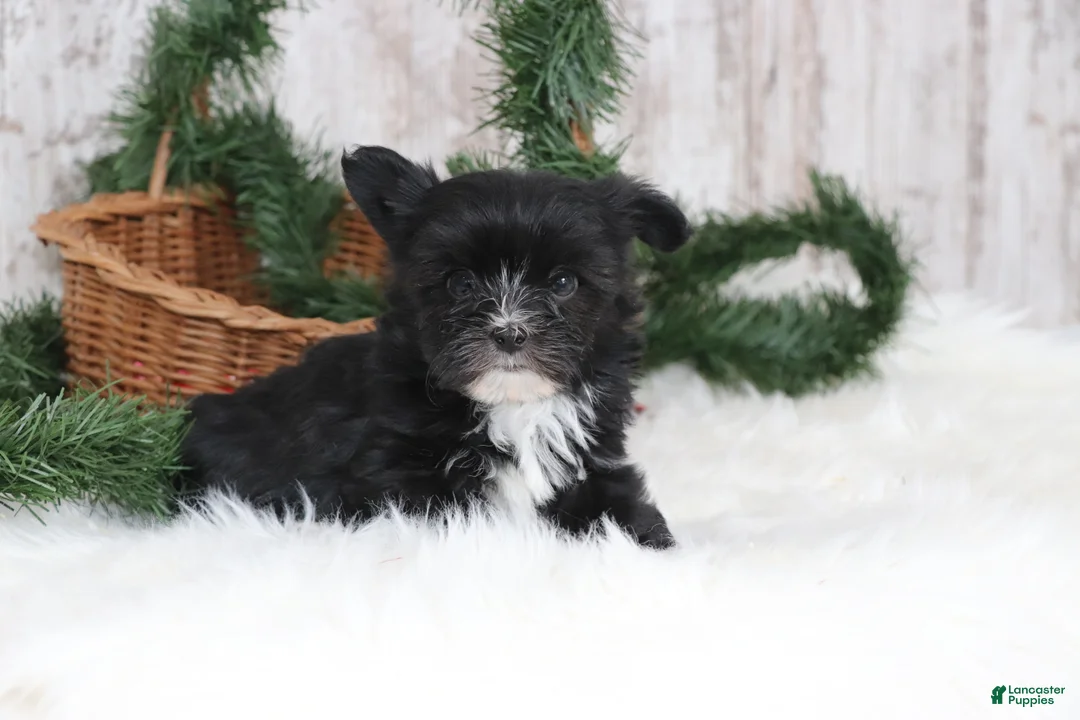 Morkie dogs for sale: Otis  - Ad 4