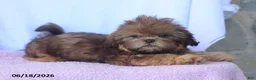 Shih Tzu dogs for sale: Natasha - Ad 3