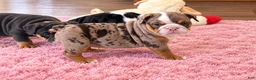 English Bulldog dogs for sale: Perfection - Ad 1