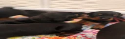Doberman Pinscher dogs for sale: Electra-Pink Collar - Ad 9