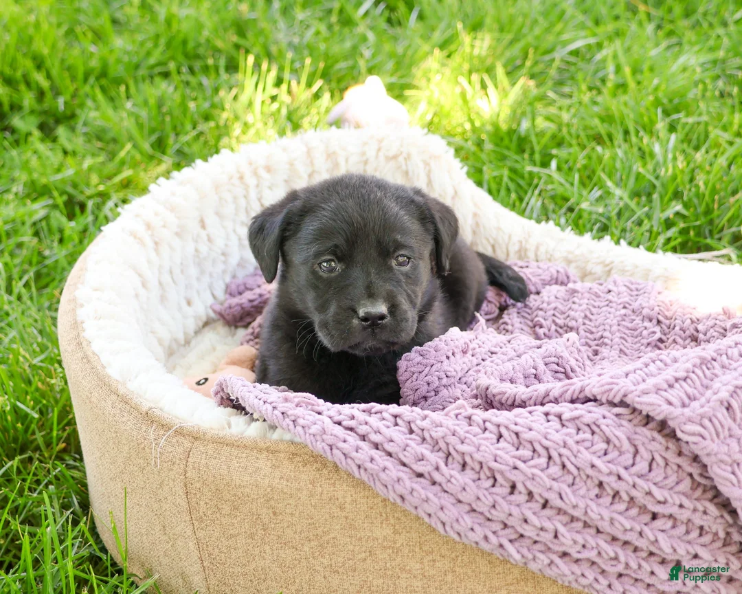 Labrador Retriever dogs for sale: Iridessa  - Ad 2
