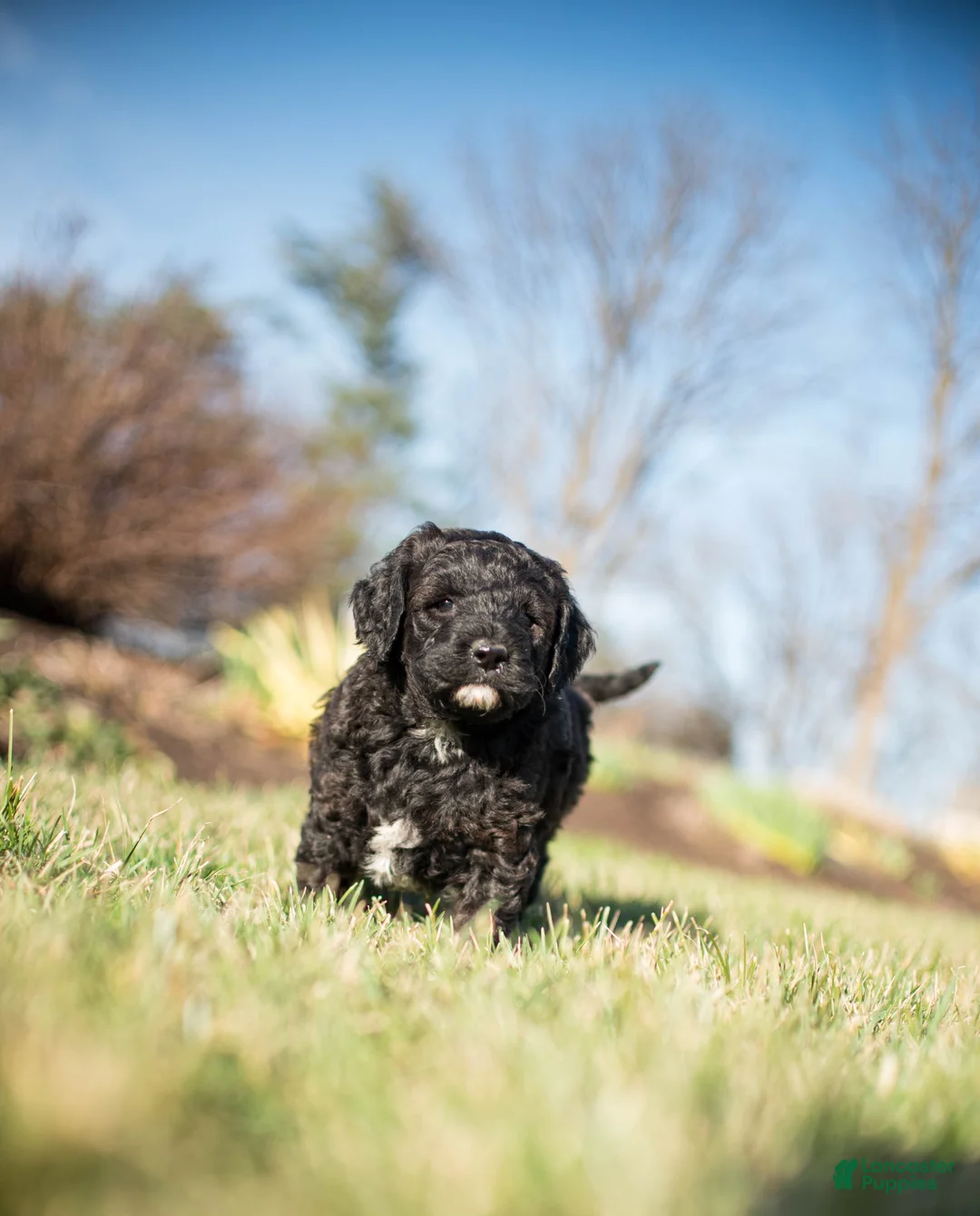 Goldendoodle dogs for sale: Daffodil - Ad 1