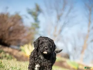 Goldendoodle dogs for sale: Daffodil - Ad 2