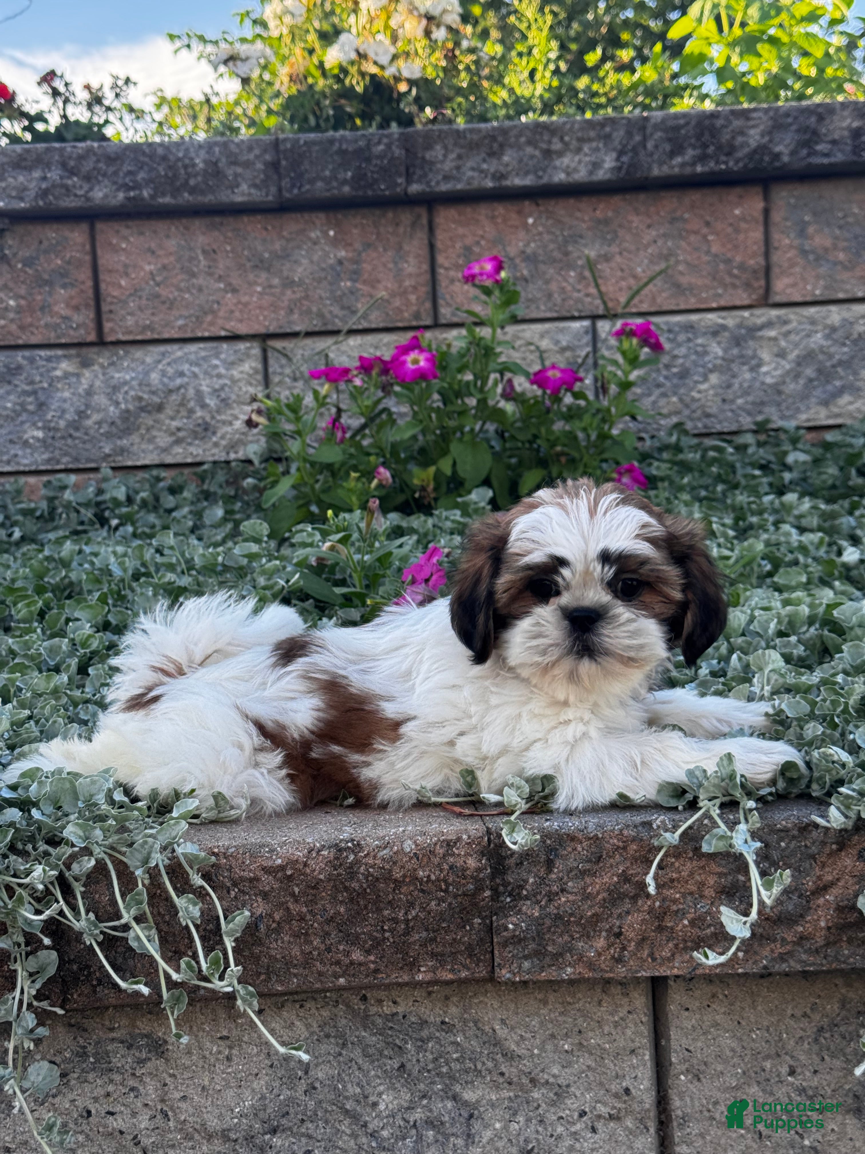 Shih Tzu dogs Sam - Ad 3