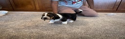 Basset Hound dogs for sale: Patrick - Ad 5