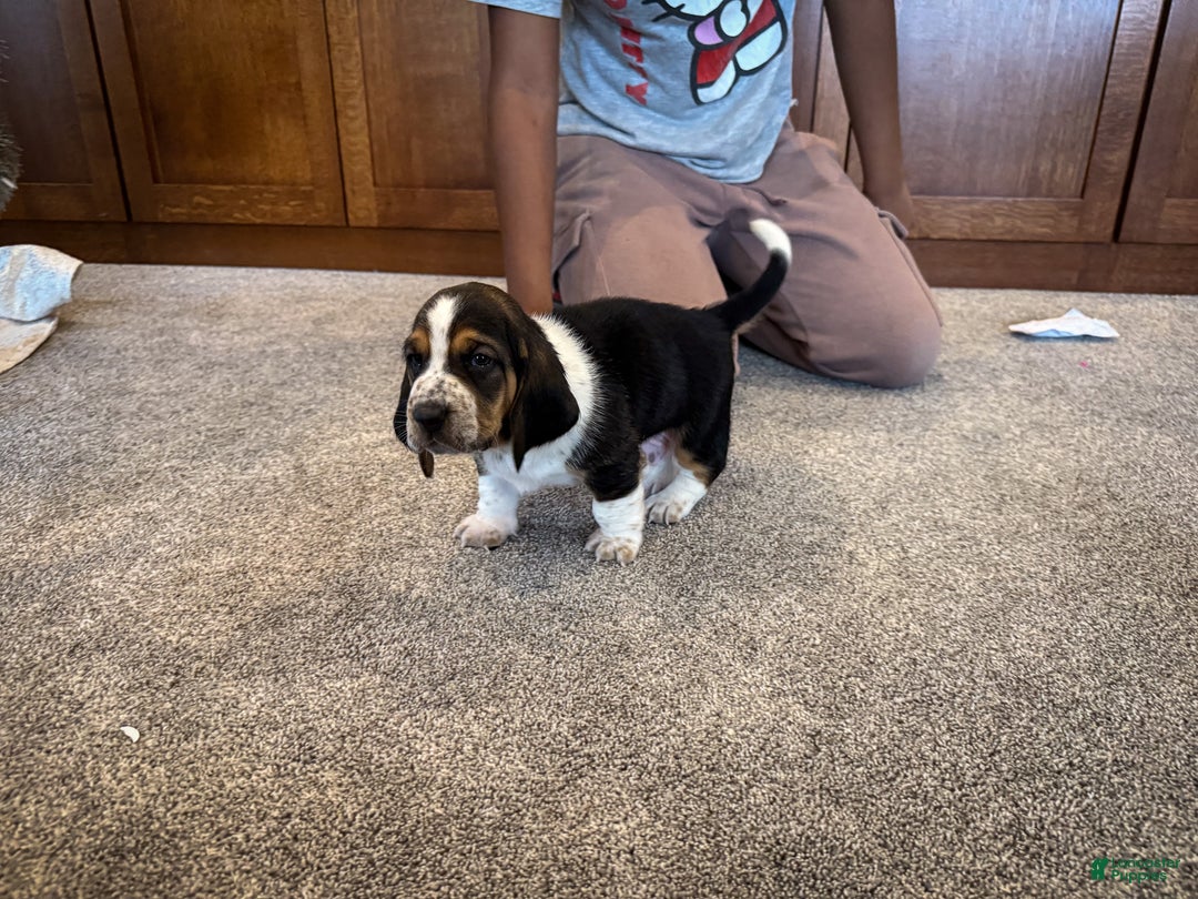 Basset Hound dogs for sale: Patrick - Ad 5