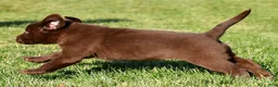 Labrador Retriever dogs for sale: Libby - Ad 6