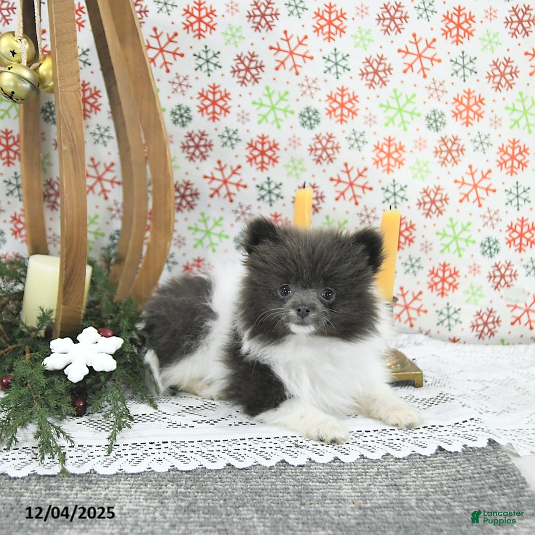 Pomeranian dogs for sale: Lana - Ad 4