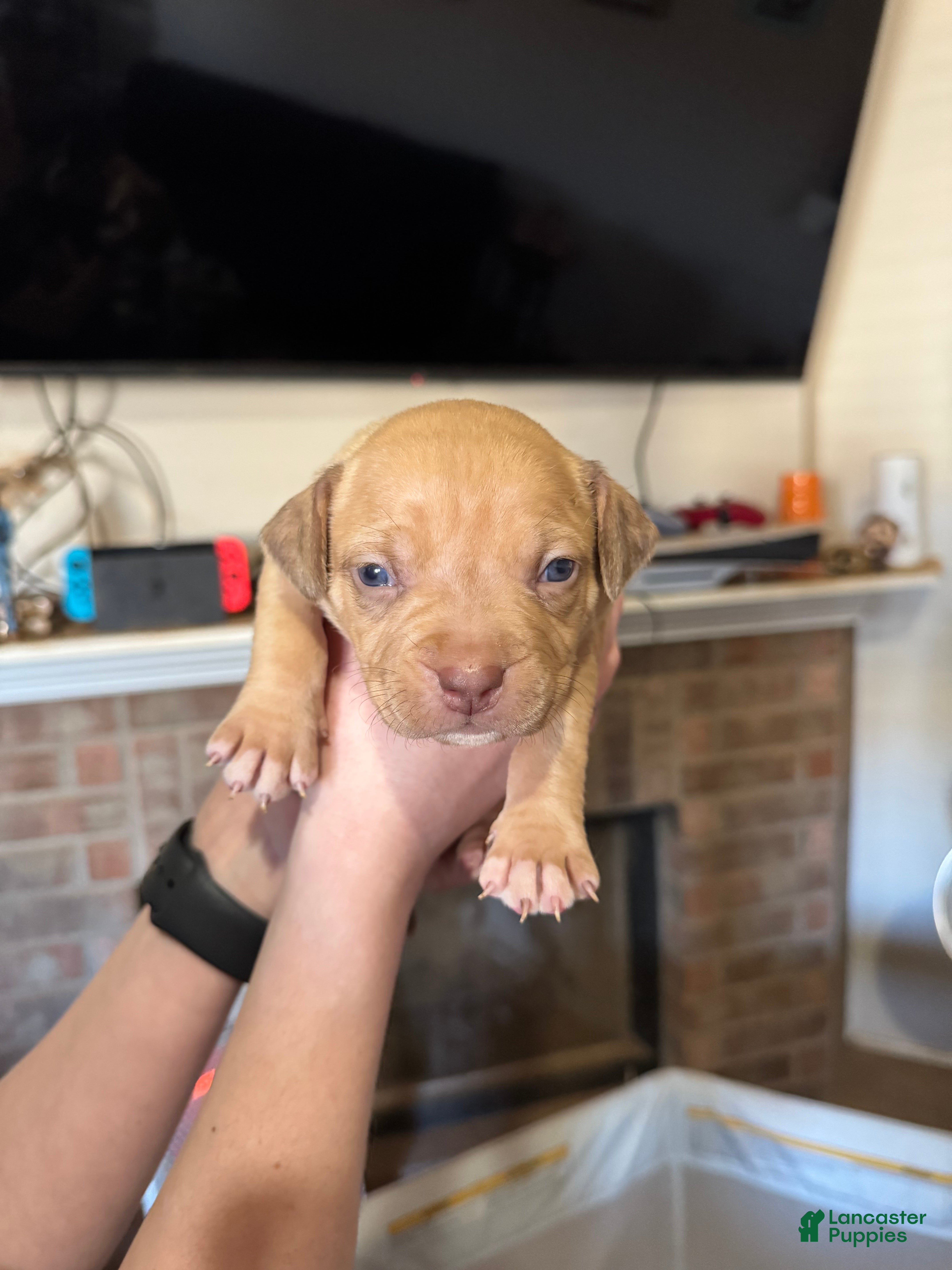 Mixed Breed dogs Mixed Breed Puppy 5 - Ad 23
