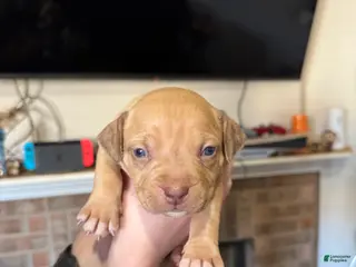 Mixed Breed dogs Mixed Breed Puppy 5 - Ad 23