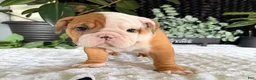 English Bulldog dogs for sale: Mikey - Ad 4