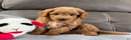 Mini Goldendoodle dogs for sale: Sully(Micro Mini Boy) - Ad 4