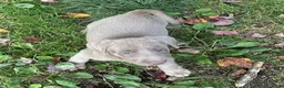 Labrador Retriever dogs for sale: Labrador Retriever 4 - Ad 1