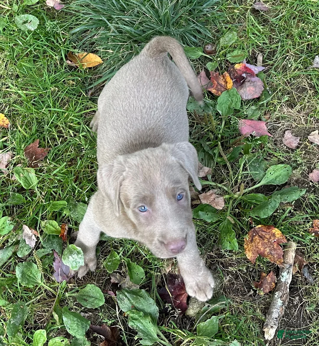 Labrador Retriever dogs for sale: Labrador Retriever 4 - Ad 1