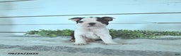 Boston Terrier dogs for sale: Naveen - Ad 9