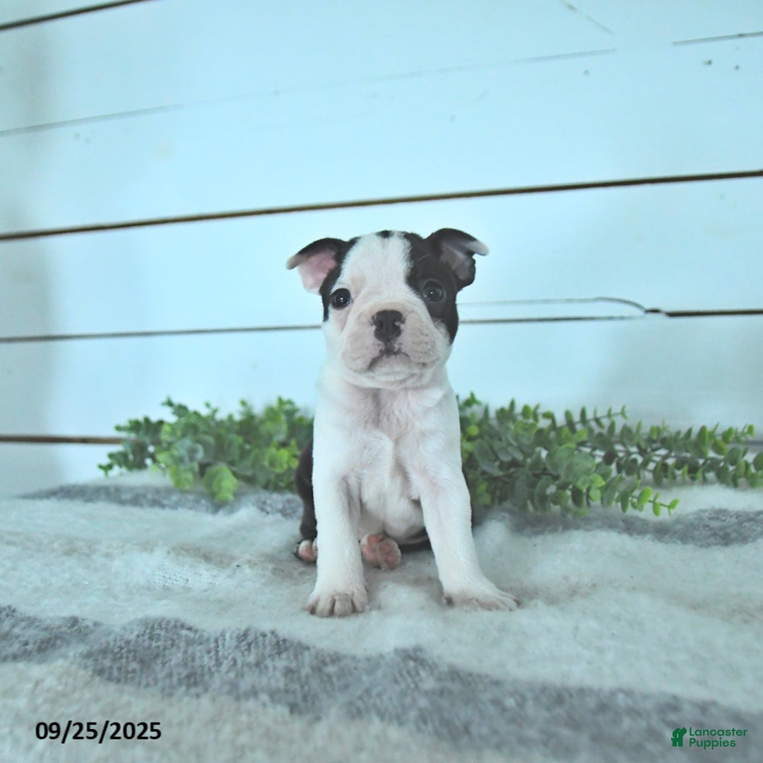 Boston Terrier dogs for sale: Naveen - Ad 9