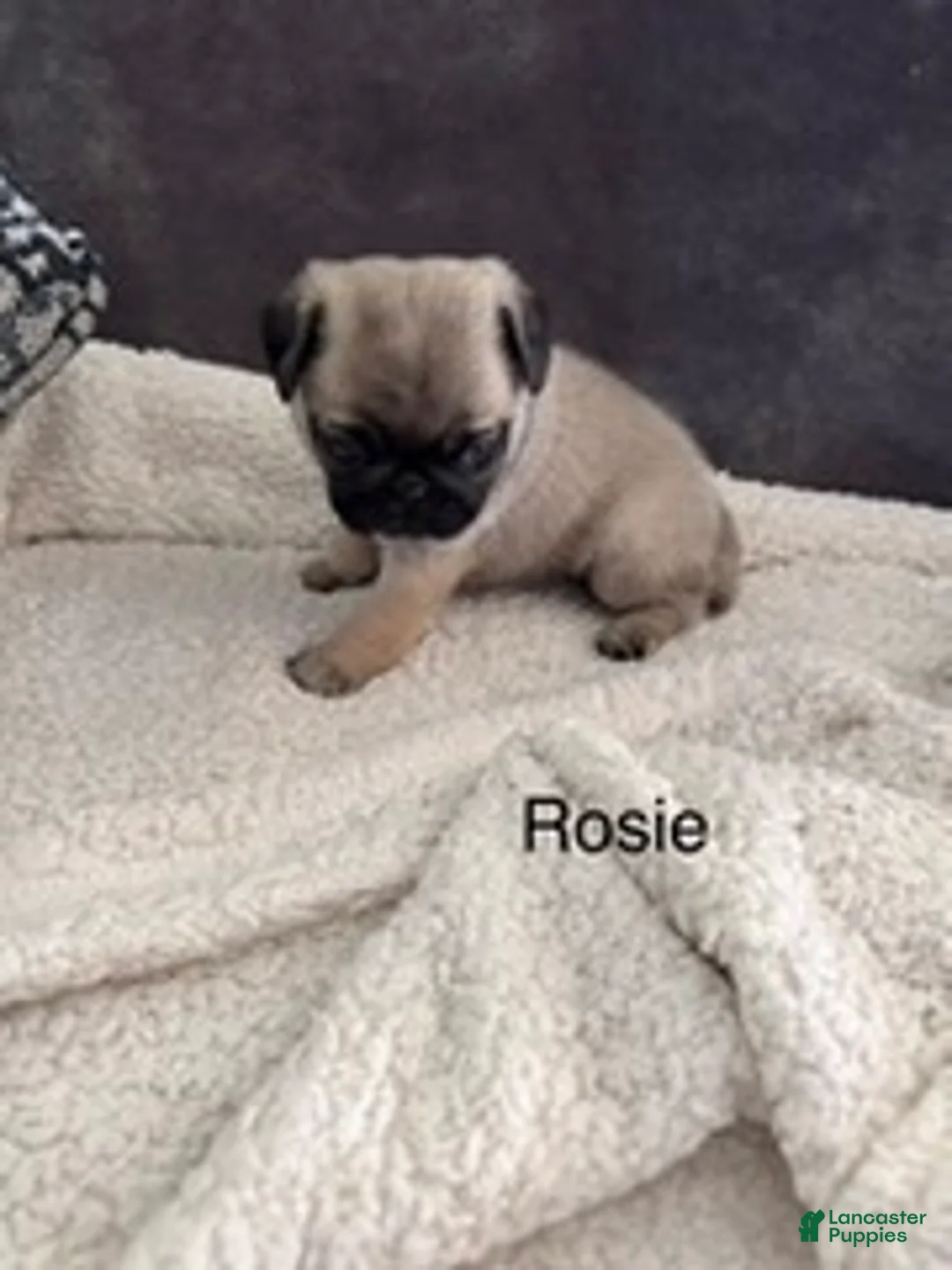 Pug dogs for sale: AKC, Rosie - Ad 4