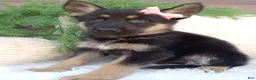 German Shepherd dogs for sale: Callie  - Ad 4