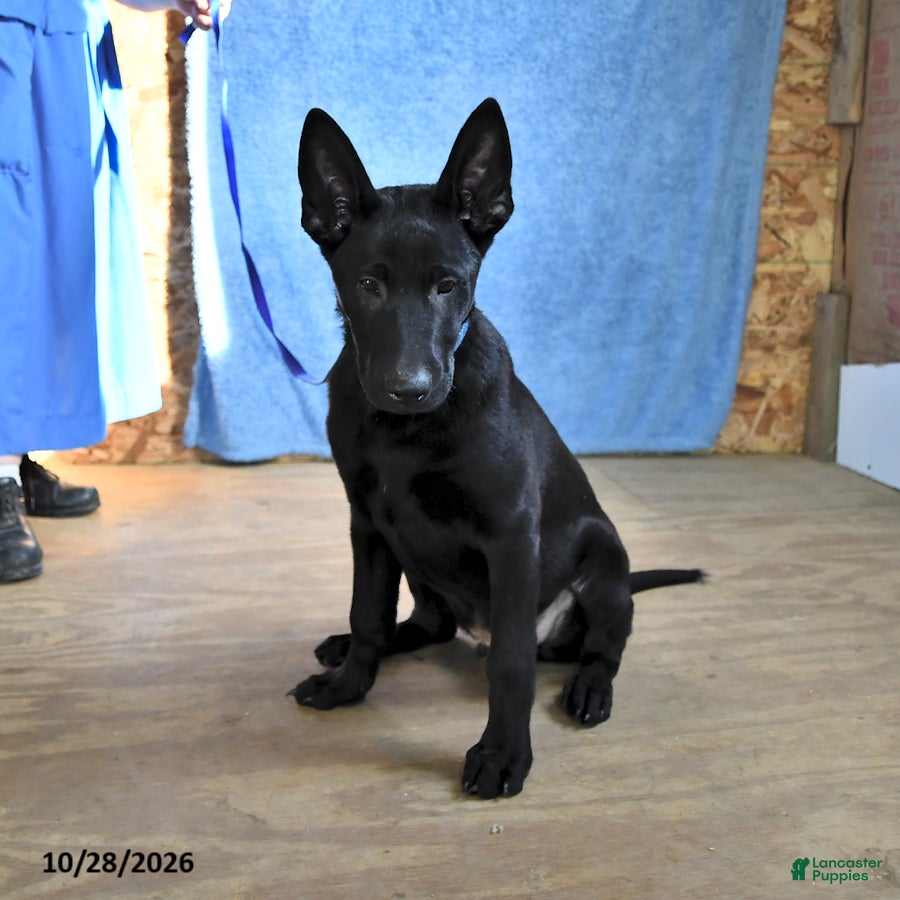 Belgian Malinois dogs for sale: Lupin - Ad 2