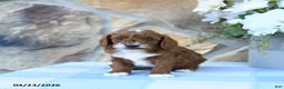 Cavapoo dogs for sale: Maple   - Ad 9