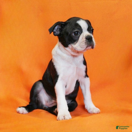 Boston Terrier dogs Remmy - Ad 2