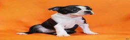 Boston Terrier dogs for sale: Remmy - Ad 3