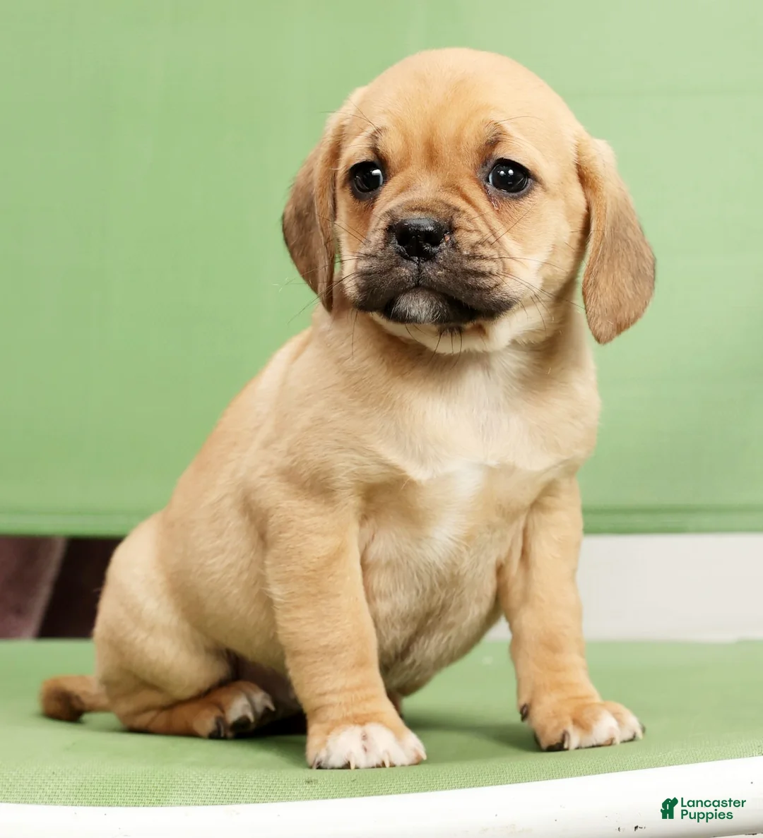 Puggle dogs for sale: Dorothy - Ad 6
