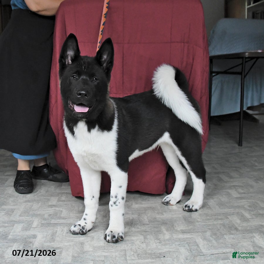 Akita dogs Sparkle - Ad 1